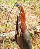 Rufescent Tiger-Heron - adult_6961.jpg