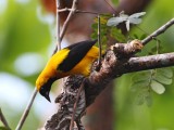 Yellow-backed Oriole_5943.jpg