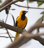 Yellow-tailed Oriole_6808.jpg