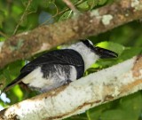 White-necked Puffbird_7893.jpg