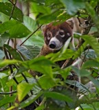 White-nosed Coati_8630.jpg