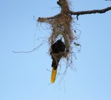 Crested Oropendola_9324.jpg