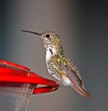 Calliope Hummingbird_0462.jpg