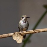 Calliope Hummingbird_0528.jpg