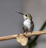 Calliope Hummingbird_0510.jpg