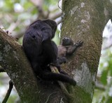 Mantled Howler Monkey_8811.jpg