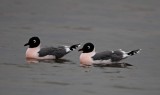 Franklins Gull - breeding_1397.jpg