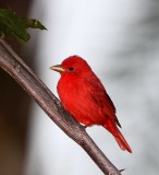 Summer Tanager - male_1546.jpg