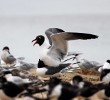 Laughing Gulls - copulating_1469.jpg
