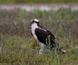 Osprey_1202.jpg