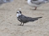 Black Tern_1403.jpg
