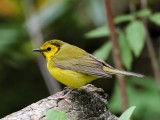 Hooded Warbler - female_1171.jpg