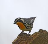 Yellow-throated Warbler_1187.jpg