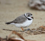 Piping Plover - breeding_1532 copy.jpg