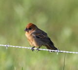 Blue Grosbeak - female_2059.jpg