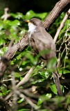 Yellow-billed Cuckoo_1889.jpg