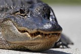 Alligator on road_1825.jpg