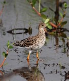 Ruff - breeding female at Anahuac NWR_2622.jpg