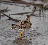 Ruff - breeding female at Anahuac NWR_2754.jpg