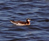 Wilsons Phalarope - female breeding_2926.jpg