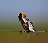 Bobolink - male breeding_3005.jpg