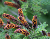 False Indigo_2128.jpg