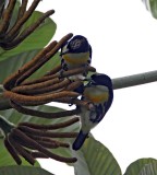 Spot-crowned Barbet - male_9774.jpg