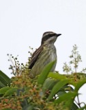 Piratic Flycatcher_7519.jpg