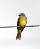 Tropical Kingbird_6559.jpg