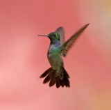 Sapphire-throated Hummingbird - male_7304.jpg