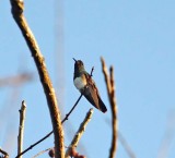Snowy-bellied Hummingbird_7778.jpg