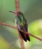 Rufous-tailed Hummingbird_8543.jpg