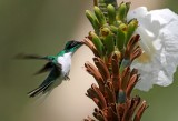Purple-crowned Fairy - male_8503.jpg