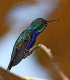 Violet-bellied Hummingbird - male_8554.jpg