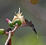 Green Hermit - female_9527.jpg