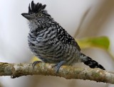 Barred Antshrike - male_9699.jpg