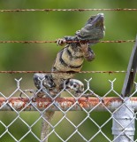 Black Spinytail Iguana_7175.jpg