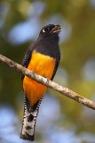 Gartered Trogon - female_5908.jpg