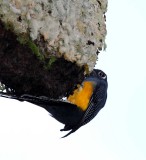 Gartered Trogon - female_8442.jpg