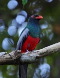 Slaty-tailed Trogon - male_6116.jpg