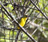 Thick-billed Euphonia - juvenile male_6864.jpg