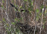 Green Heron baby_9968.jpg