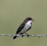 Eastern Kingbird - juvenile_9949.jpg