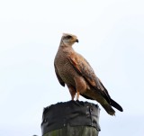 Savanna Hawk_7145.jpg