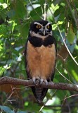 Spectacled Owl - male_9849.jpg