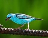 Blue Dacnis - male_6087.jpg