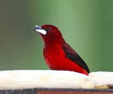 Crimson-backed Tanager - male_8198.jpg
