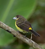 Lemon-rumped Tanager - female_9481.jpg