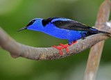 Red-legged Honeycreeper - male_8137.jpg