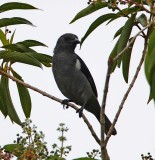 Sulphur-rumped Tanager_7528.jpg